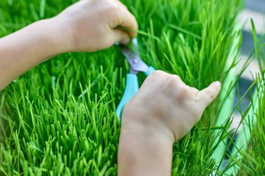 Bir çocuğun ellerine makasla yakın çekim yapmak parlak lambalar altında taze filizlenmiş buğday filizleri kesmek. Mikro yeşillik çiftliği. Ekolojik ve botanik tema.