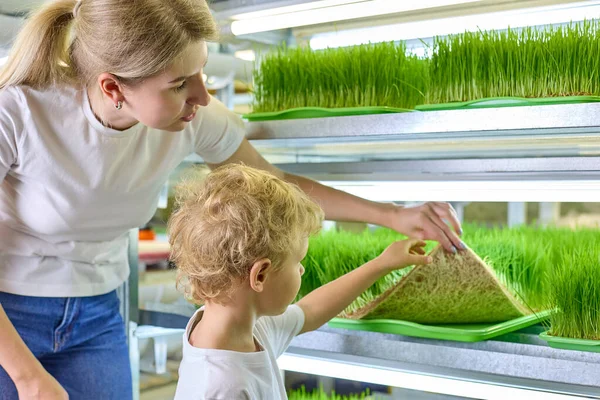 Pretty curly-haired boy and a young woman are looking at a patch of a plantation of sprouted green wheat grains on a micro-greenery farm. Concept of ecological nutrition with fresh micro-greenery