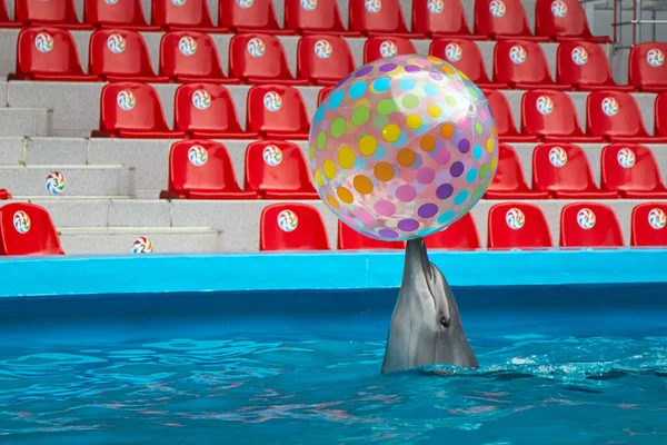 海豚在海豚馆玩球 — 图库照片