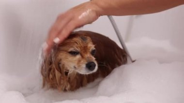 Alman Spitz köpeği duşun altını yıkar ve banyoda suyu sallar.