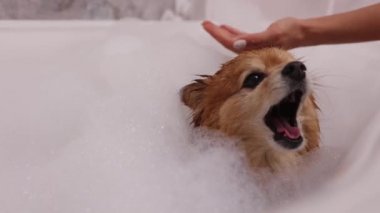 Kadın beyaz köpük banyosunda kırmızı bir köpeği şampuanla dikkatlice yıkar..