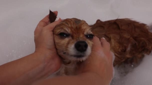 Close-up van de tevreden muilkorf van een rode hond die gewassen wordt in het bad — Stockvideo