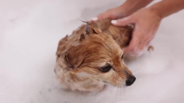 Vrouw wast zorgvuldig een rode hond met shampoo in een wit bubbelbad. — Stockvideo