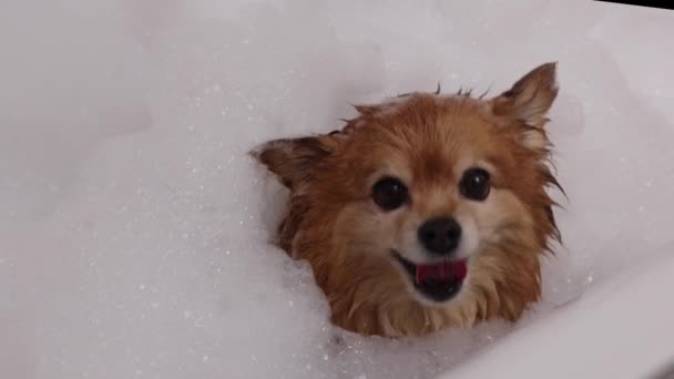 Heureux allemand Spitz chien est debout dans un bain moussant se préparer à laver — Video