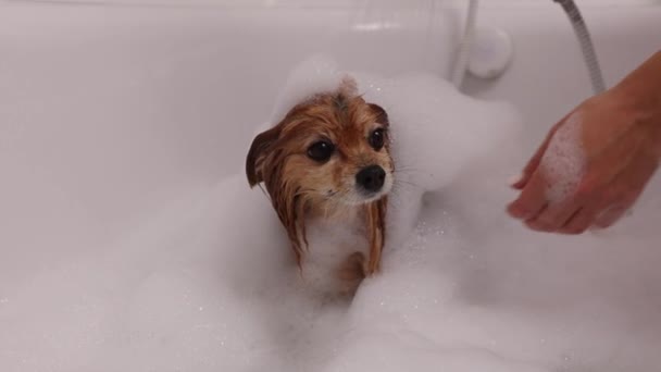 若い女性の手を徹底的に白い泡風呂でシャンプーで赤い犬を洗う ドイツのスピッツはコートから水を振る — ストック動画
