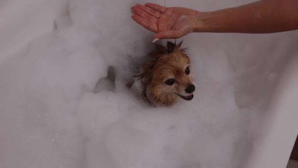 女人把洗发水倒在她的手掌上 小心地洗洗红狗 德国Spitz在泡泡浴中进行水处理 — 图库视频影像