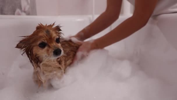 Handen Van Een Jonge Vrouw Wassen Een Rode Hond Grondig — Stockvideo