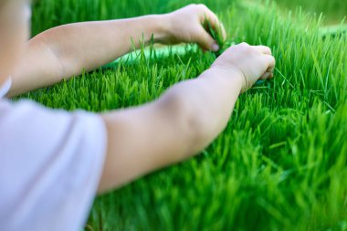 Bir çocuğun ellerine makasla yakın çekim yapmak parlak lambalar altında taze filizlenmiş buğday filizleri kesmek. Mikro yeşillik çiftliği. Ekolojik ve botanik tema.