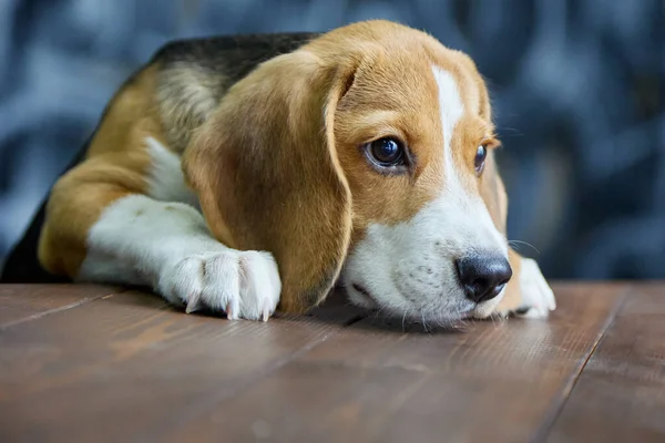Hungriger flehender Blick des Beagle-Welpen in Richtung Holztisch. — Stockfoto
