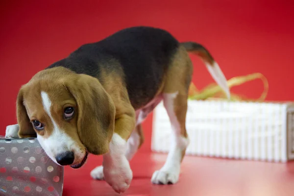 Close-up of a beagle puppy on a red background that is gnawing on a beautifully packaged gift. — Stock Photo, Image