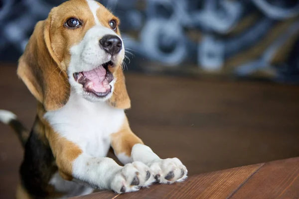 Satisfied dogs face chewing something very tasty — Stock Photo, Image