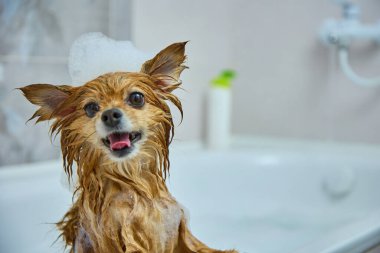 Kafasında köpük olan kırmızı bir köpeğin ağızlığı su tedavisi görüyor.