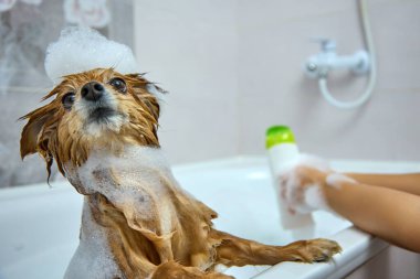 Alman Spitz 'in sahibi, köpeğini banyoda yıkadığı için köpek şampuanı döküyor.