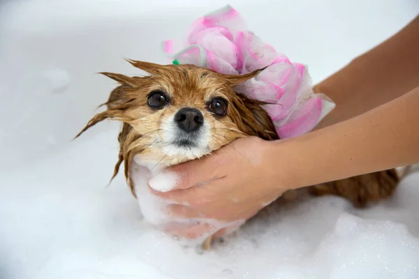 Женщина тщательно стирает красную собаку с мочалкой в ванной с белым пузырём. — стоковое фото