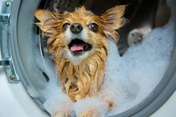 Крупный план красной собаки, которая только что вымыла и с удовольствием высунула язык — стоковое фото