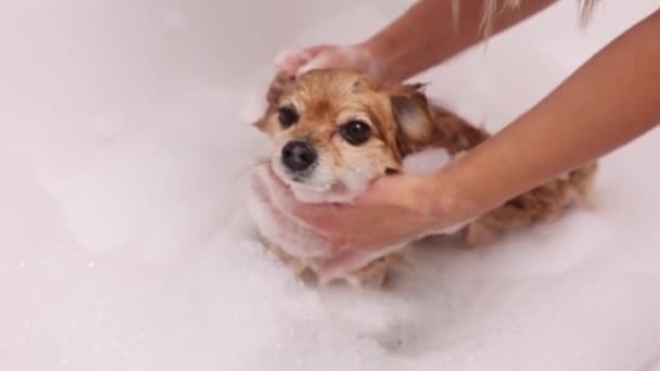 Γυναίκα πλένει προσεκτικά ένα κόκκινο σκυλί με σαμπουάν σε ένα λευκό αφρόλουτρο. — Αρχείο Βίντεο