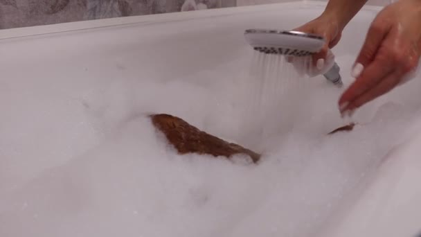 Frau spült roten Hund mit Dusche in weißer Badewanne aus dem Schaum — Stockvideo