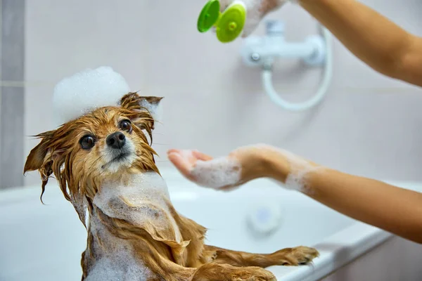 Владелец немецкого Шпитца наливает собачий шампунь для купания своего питомца в белой ванной — стоковое фото