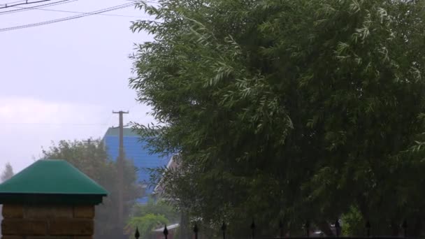 De boom is onderhevig aan sterke wind en regen. — Stockvideo