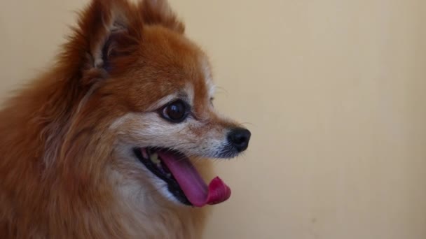 Anjing merah kecil berbulu dari ras Spitz Jerman sangat takut. — Stok Video
