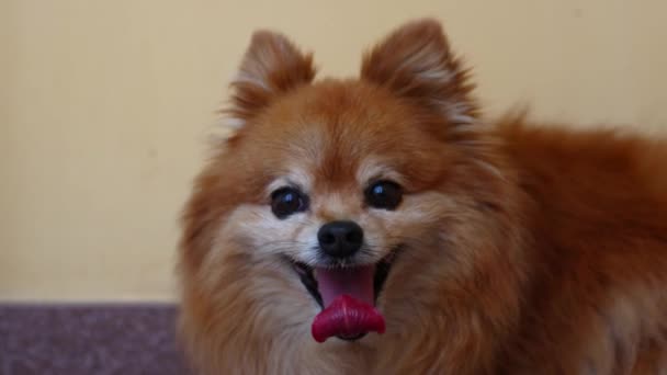 Small fluffy red dog of the German Spitz breed is trembling violently — Stockvideo