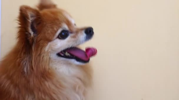 ドイツのスピッツ品種の小さなふわふわの赤い犬は非常に怖がっています — ストック動画