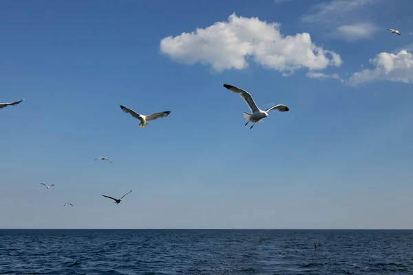 Seagulls fly over the water. — Stock Photo, Image