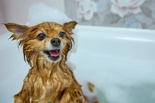 Затянутая морда красной собаки с пеной на голове, принимающей водные процедуры — стоковое фото