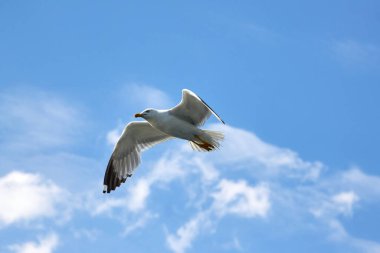 White gull flies with outstretched wings against a blue sky background
