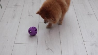 Red haired German Spitz dog rolls ball with its nose on the floor to get a treat