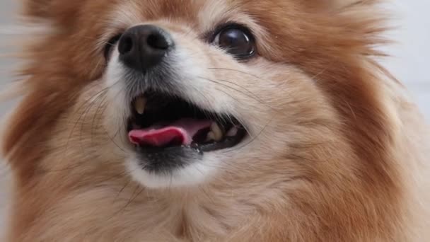 Close-up of the fluffy muzzle of a German spitz dog — Stockvideo