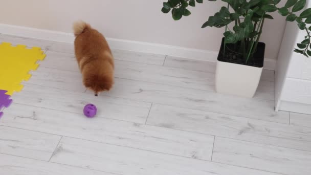 Dog toy filled with delicious treats is very interesting for a pet. — Stockvideo