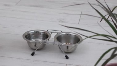 Alman Spitz cinsinin kırmızı tüylü köpeği metal bir kaseden yer.