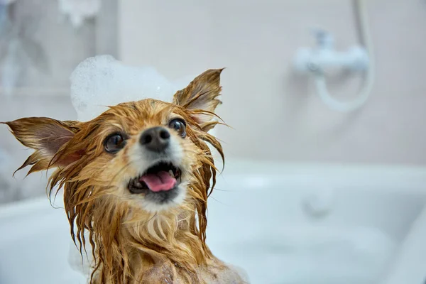 Затянутая морда красной собаки с пеной на голове, принимающей водные процедуры — стоковое фото