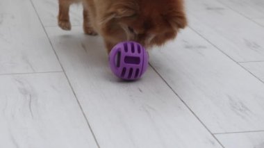 Alman Spitz cinsi köpek dudaklarını yalıyor, topun içine saklanmış bir ödül istiyor.