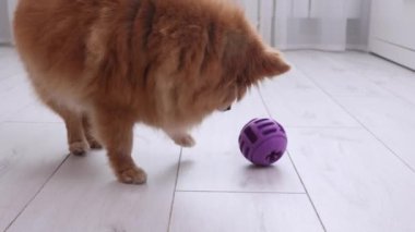 Alman Spitz cinsinin kırmızı tüylü köpeği mor topun içine saklanmış bir ödül alır.. 
