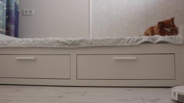 Kabarık tüylü köpek yatağın üzerinde dinlenirken bir robot süpürge yerleri temizliyor.