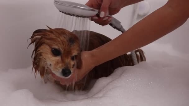 흰 욕조에서 샤워를 하면서 거품에서 붉은 개를 씻는 여자 — 비디오