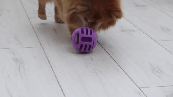 德国斯皮兹品种的狗舔他的嘴唇，她真的想把食物藏在球里面 — 图库视频影像
