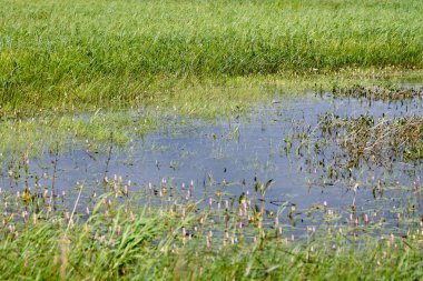 Güzel Yeşillik Doğal Göl Manzarası.