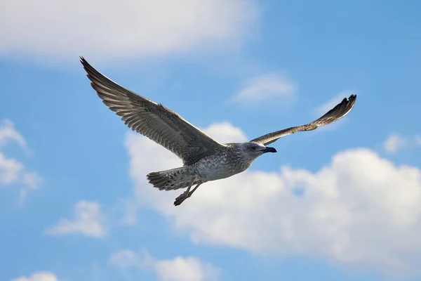 Gray seagull, spreading its wings, flies against the blue sky — Stockfoto
