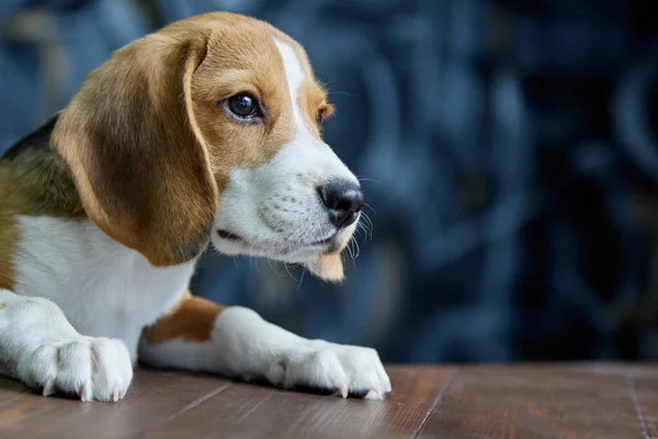 Hungry pleading look of the beagle puppy in the direction of the wooden table. — Stock Photo, Image