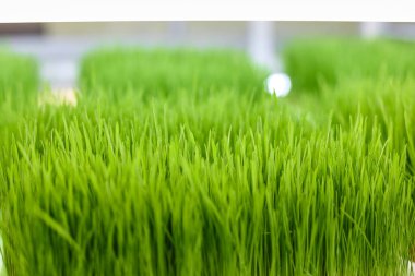 Parlak lambalar altında taze filizlenmiş buğday taneciklerinin yakın çekimi.