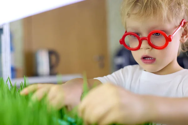 Смішний хлопчик в червоних окулярах відрізає пророщені зерна зеленої пшениці ножицями — стокове фото