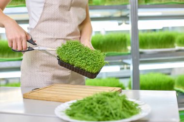Önlüklü bir kadının güzel elleri makasla taze mikro-yeşil filizler kesti.