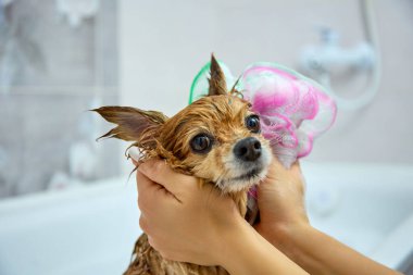 Kadınların elleri banyoda kırmızı bir köpeğin güzel yüzünü tutuyor..