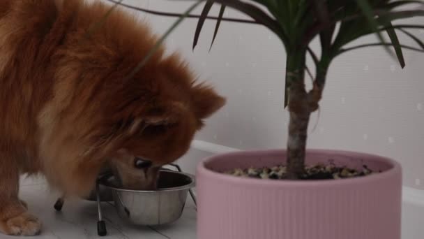 Red fluffy dog of the German Spitz breed eats from a metal bowl — Αρχείο Βίντεο