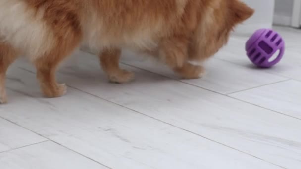 Pies niemieckiej rasy Spitz poluje na piłkę, w której ukryty jest przysmak — Wideo stockowe