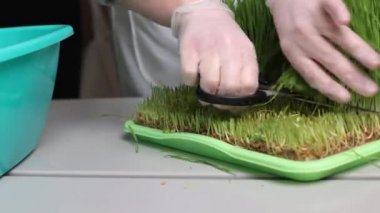 Eldivenli kadın, küçük yeşil buğday filizlerini ustalıkla kesiyor. Sağlıklı meyve suyu sıkmak ve elde etmek için buğday filizlerinin hazırlanması. Sağlıklı beslenmek için yeşil filizler yetiştirme işi.