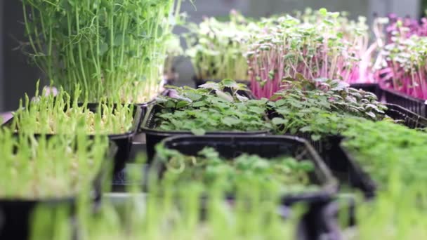 Jugosas Jóvenes Micro Verduras Brota Estante Invernadero Cultivar Varias Semillas — Vídeos de Stock